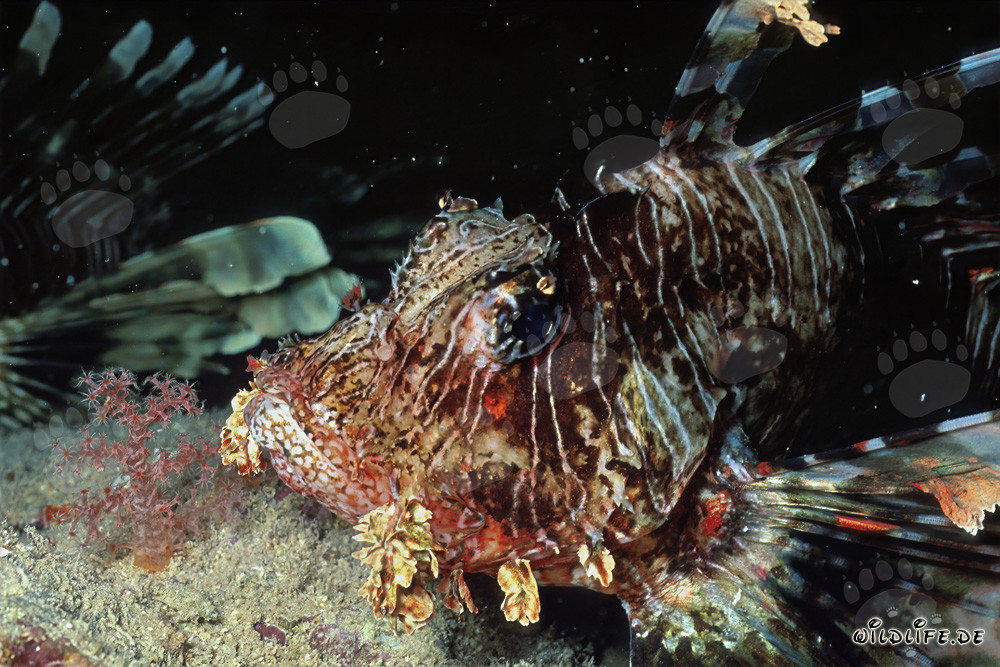Ritratto affascinante del pesce leone indiano