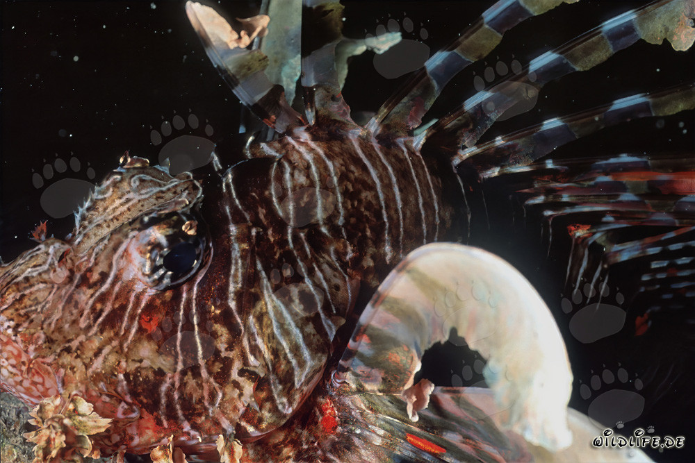 Fascinating Indian Lionfish in its natural habitat