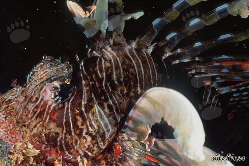 Affascinante pesce scorpione indiano nel suo ambiente naturale