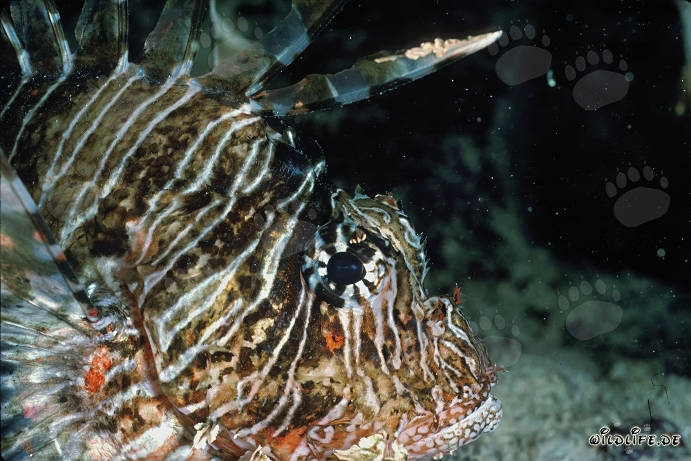 Fascinating Indian Lionfish in the Red Sea