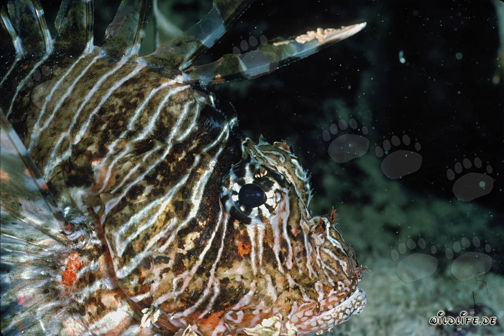 Affascinante pesce scorpione indiano nel Mar Rosso
