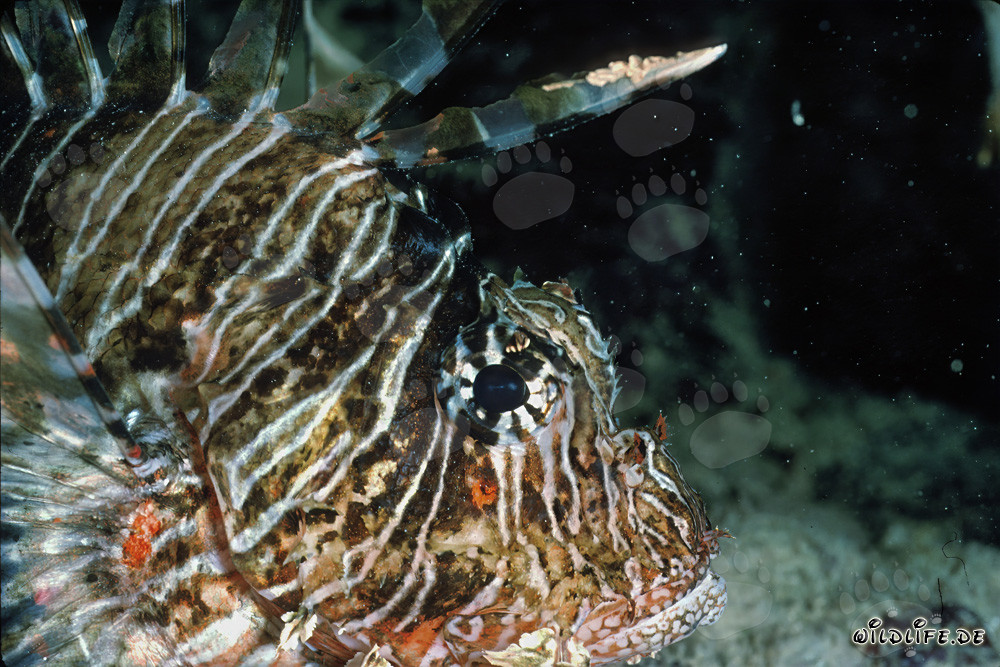 Poisson-scorpion indien fascinant dans la mer Rouge