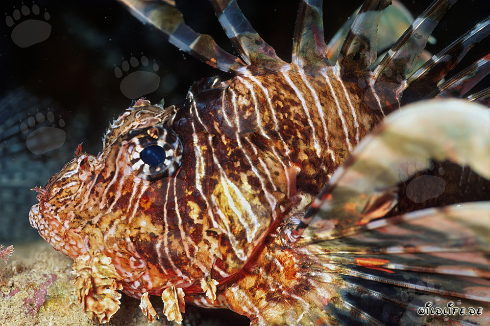 Colorful Indian Lionfish (Pterois miles)