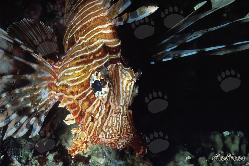 Fascinating Indian lionfish swimming head-on through the reef