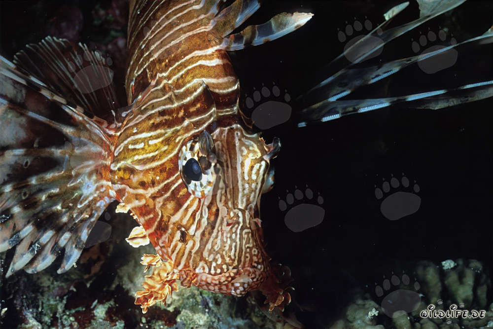 Affascinante pesce leone indiano nuota frontalmente attraverso la barriera corallina