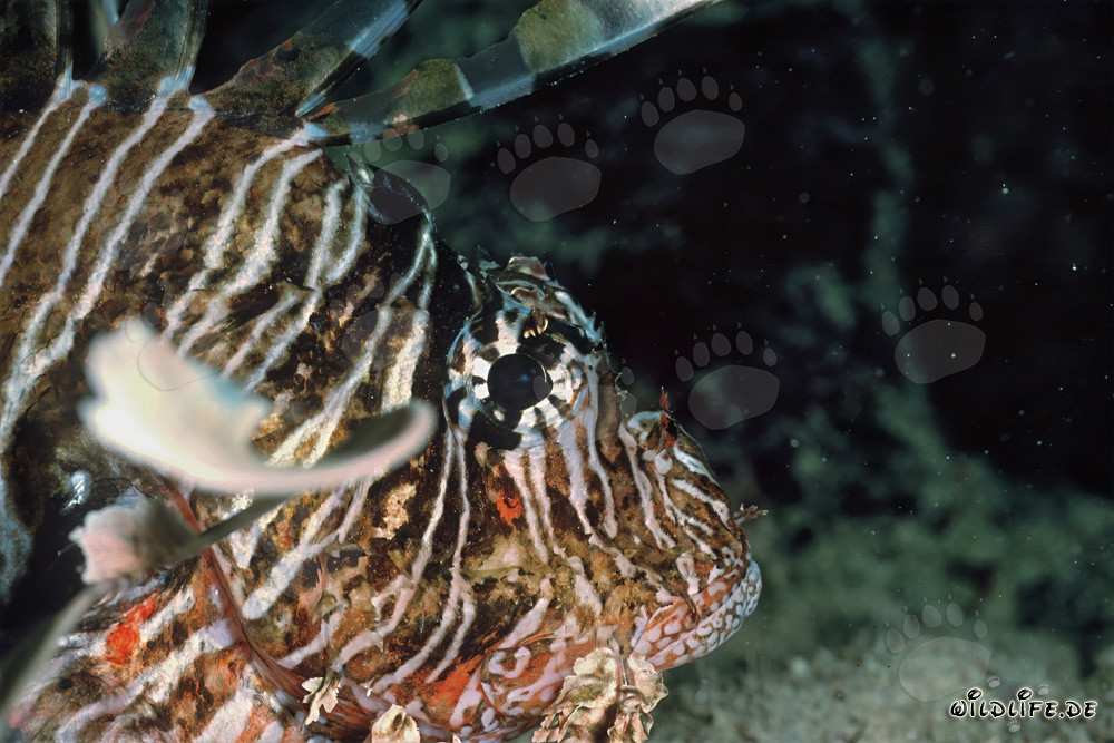 Fascinating Indian Lionfish in the Red Sea