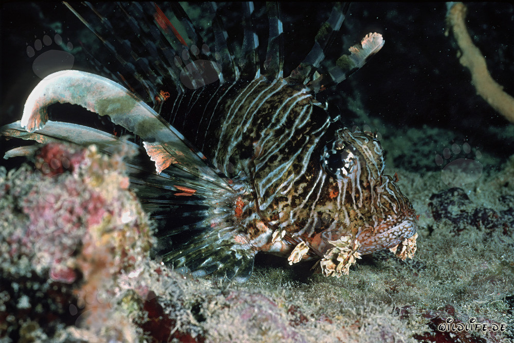Fascinating Indian lionfish in the crystal-clear waters of the Red Sea