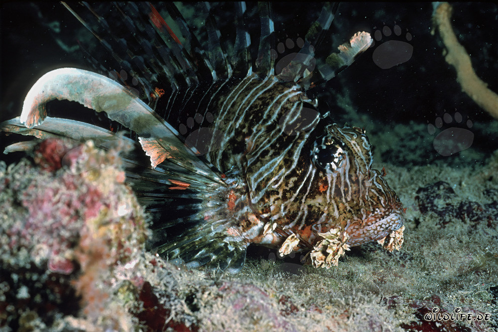 Rotfeuerfisch