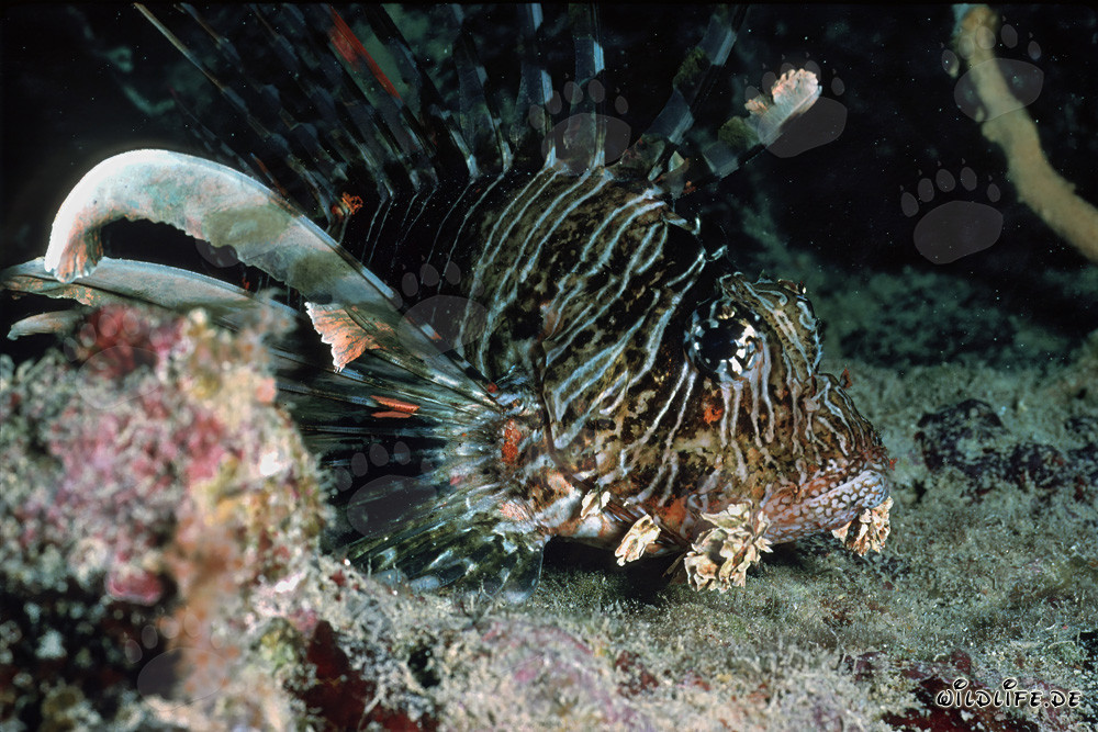 Affascinante pesce leone indiano nelle acque cristalline del Mar Rosso