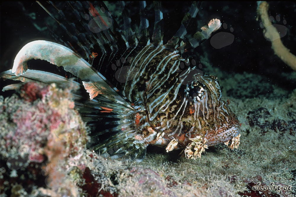 Fascinante pez león indio en las aguas cristalinas del Mar Rojo