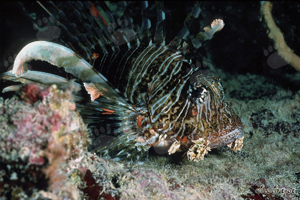 Poisson-scorpion indien fascinant dans les eaux cristallines de la mer Rouge