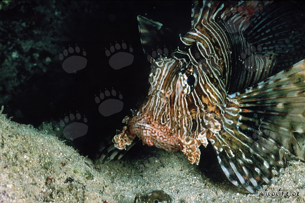 Majestic Indian Lionfish Emerges from the Depths