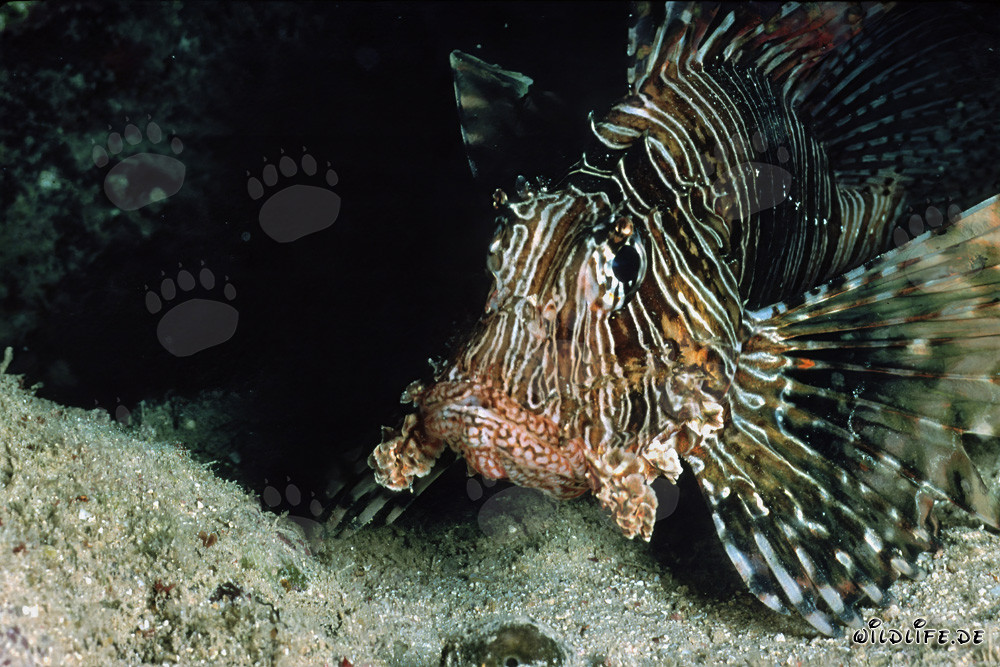Rotfeuerfisch