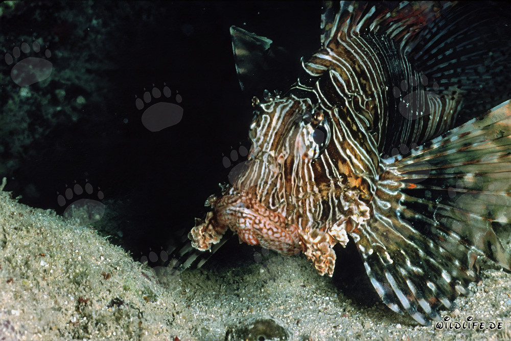 Majestico Pesce Leone Indiano emerge dalle profondità