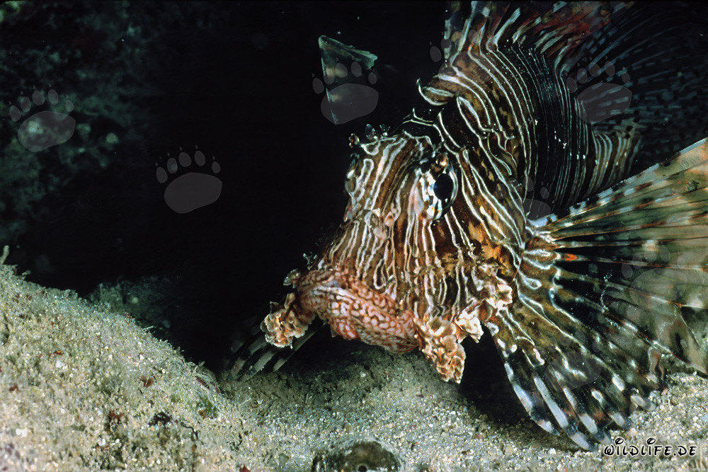 Majestuoso Pez León Indio emerge de las profundidades