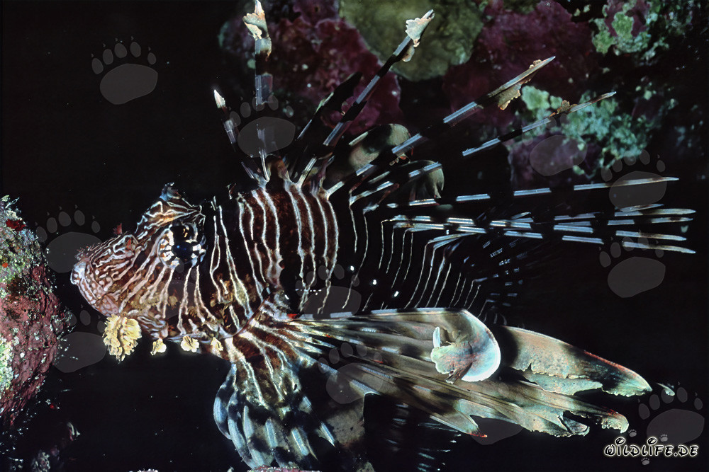 Fascinating Indian Lionfish in front of a stunning stone coral
