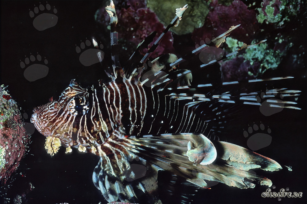 Poisson-scorpion indien fascinant devant un corail de pierre époustouflant