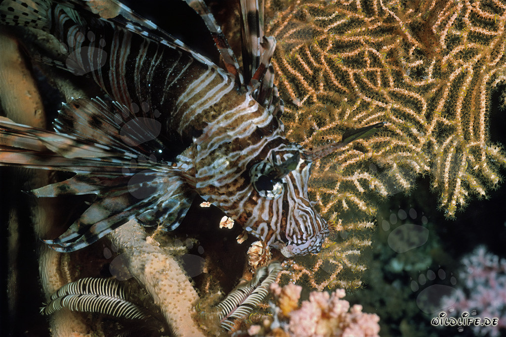 Fascinante pez león indio y pintoresca gorgonia en el Mar Rojo