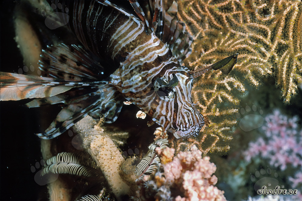 Beautiful Indian Lionfish swimming on a Gorgonian in the Red Sea