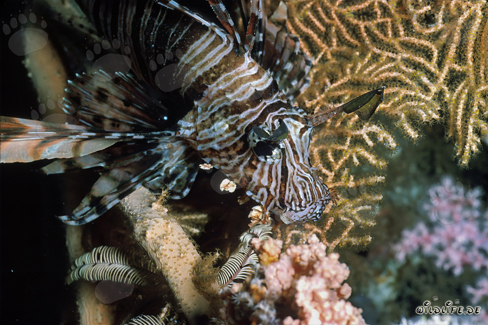 Bellissimo pesce leone indiano che nuota su una gorgonia nel Mar Rosso