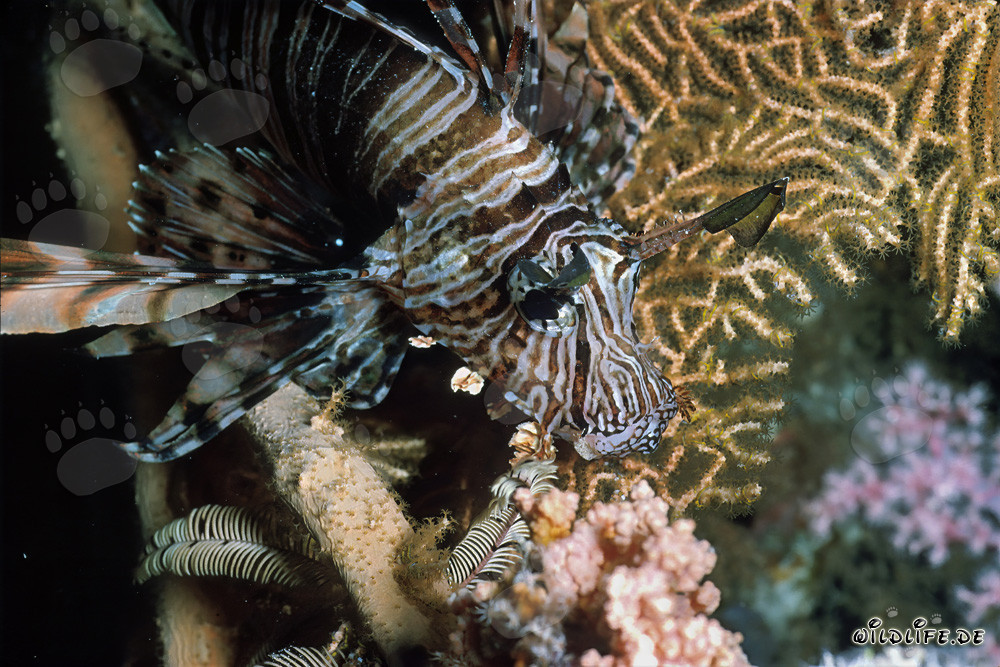Beau poisson-scorpion indien nageant sur une gorgone en mer Rouge