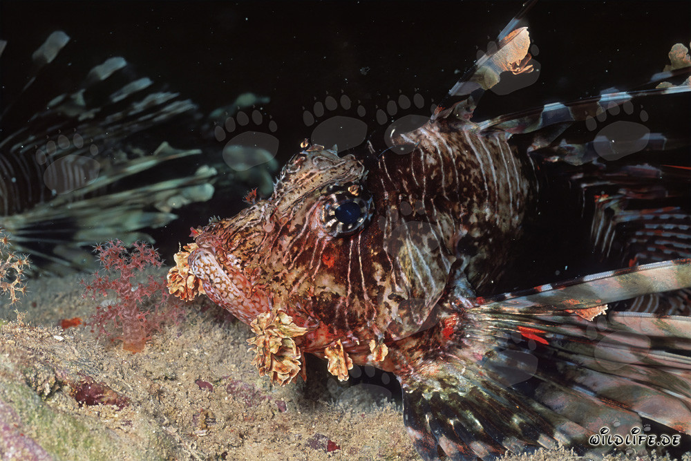 Fascinating Portrait of the Indian Lionfish