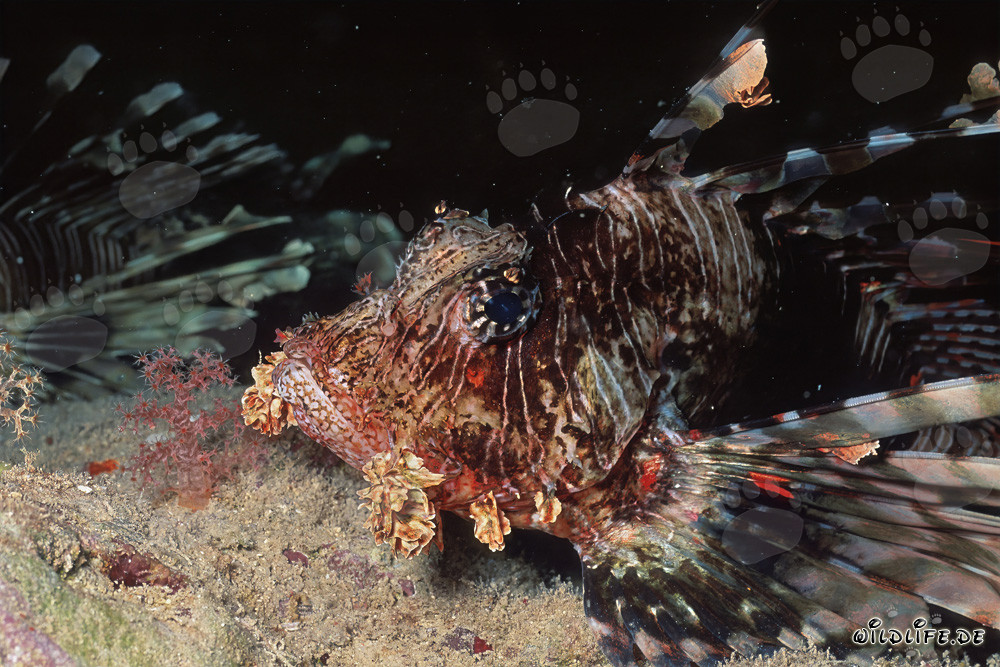 Ritratto affascinante del pesce leone indiano
