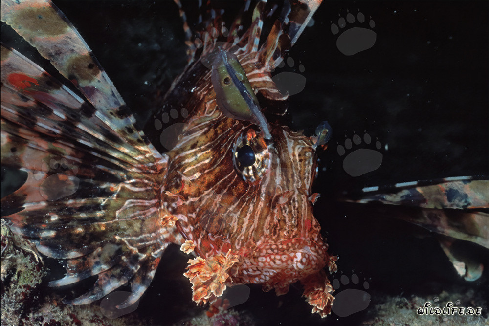 Majestic Indian Lionfish in the Red Sea