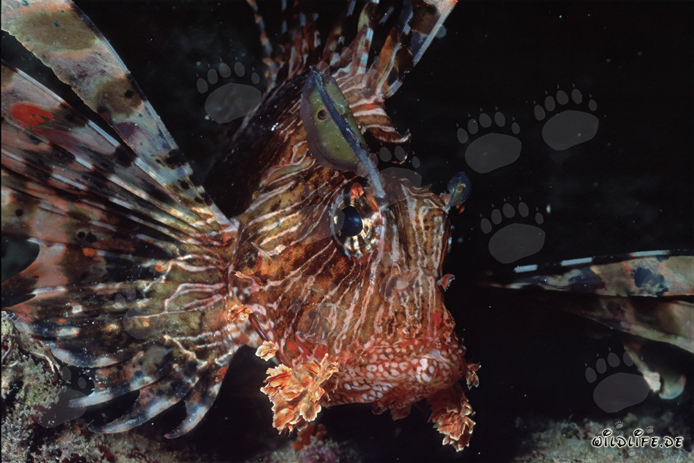 Rotfeuerfisch