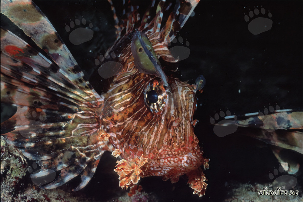 Maestoso pesce leone indiano nel Mar Rosso