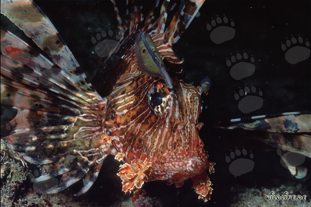 Poisson-lion indien majestueux dans la mer Rouge