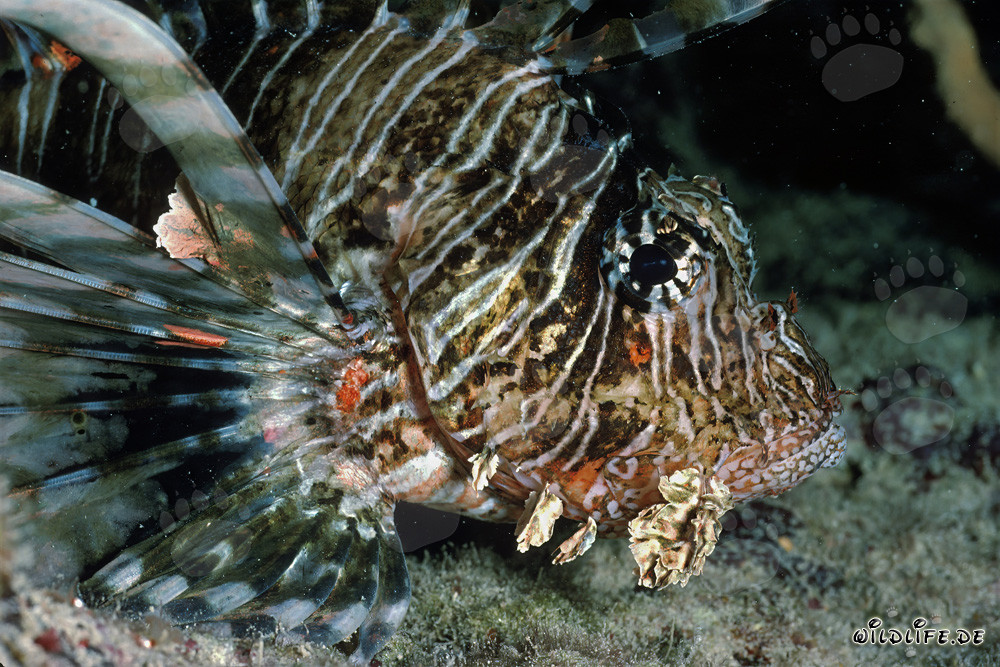 Fascinating close-up of the Indian Lionfish in the Red Sea