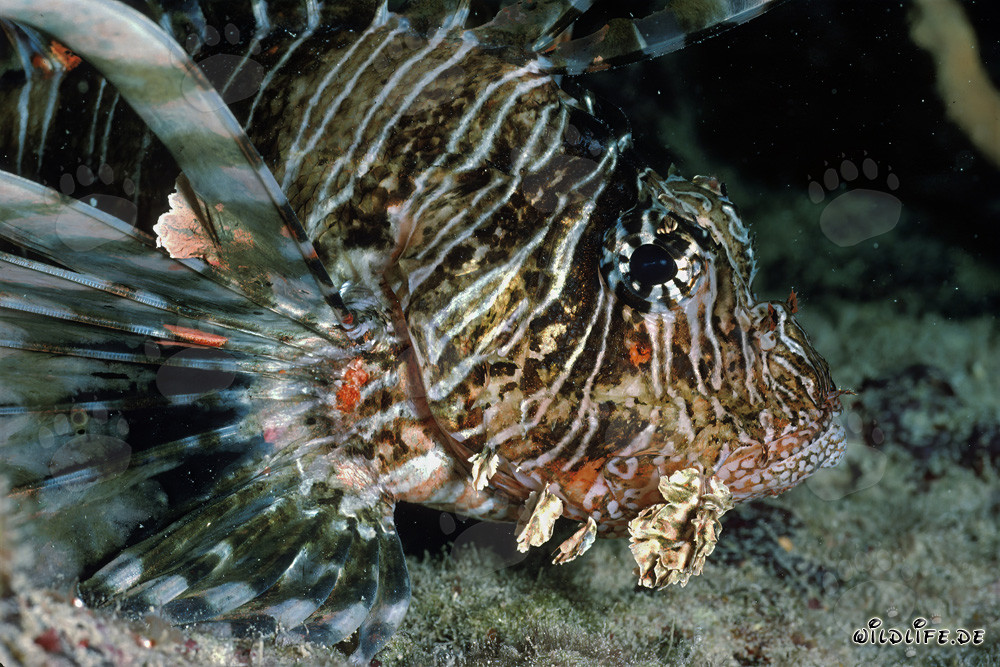 Fascinante toma de detalle del pez león indio en el Mar Rojo