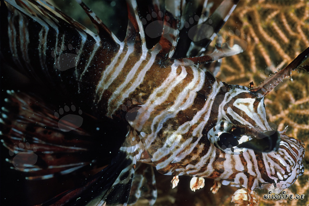 Fascinating Indian lionfish in the Red Sea