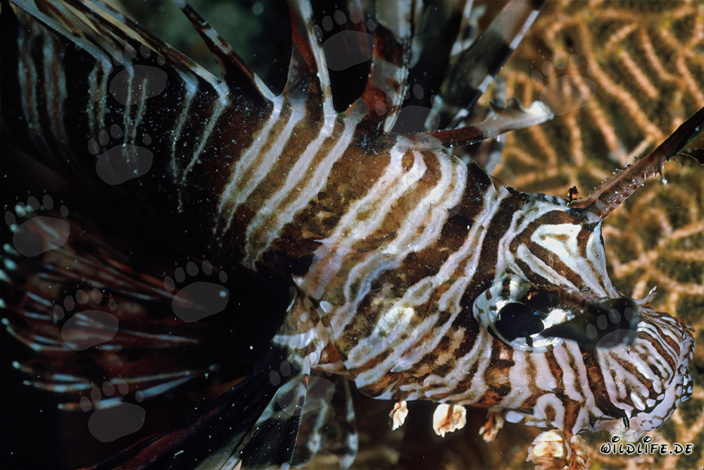 Affascinante pesce leone indiano nel Mar Rosso