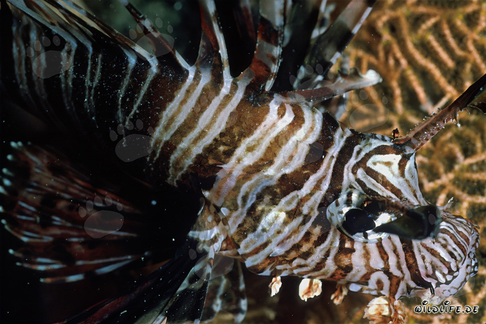 Poisson-scorpion indien fascinant dans la mer Rouge