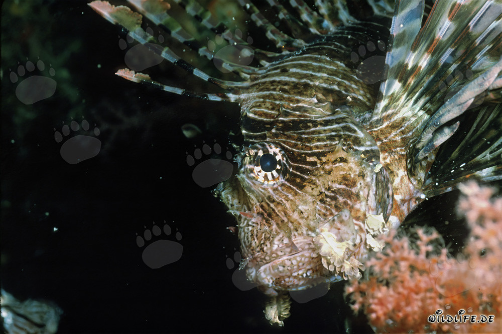 Fascinating Close-Up Portrait of the Indian Lionfish