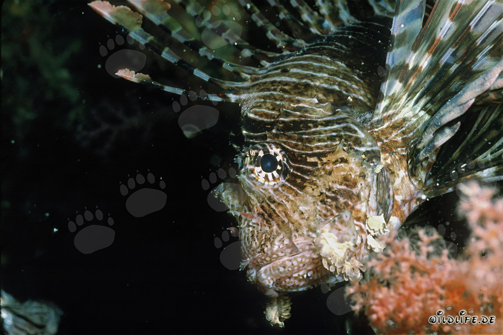 Ritratto affascinante della testa del pesce scorpione indiano