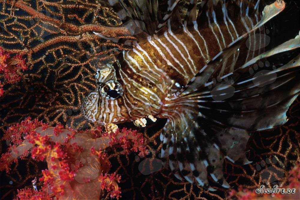Fascinating Indian Lionfish among Soft Coral and Gorgonian