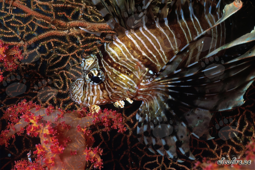 Affascinante pesce scorpione indiano davanti a corallo molle e gorgonia