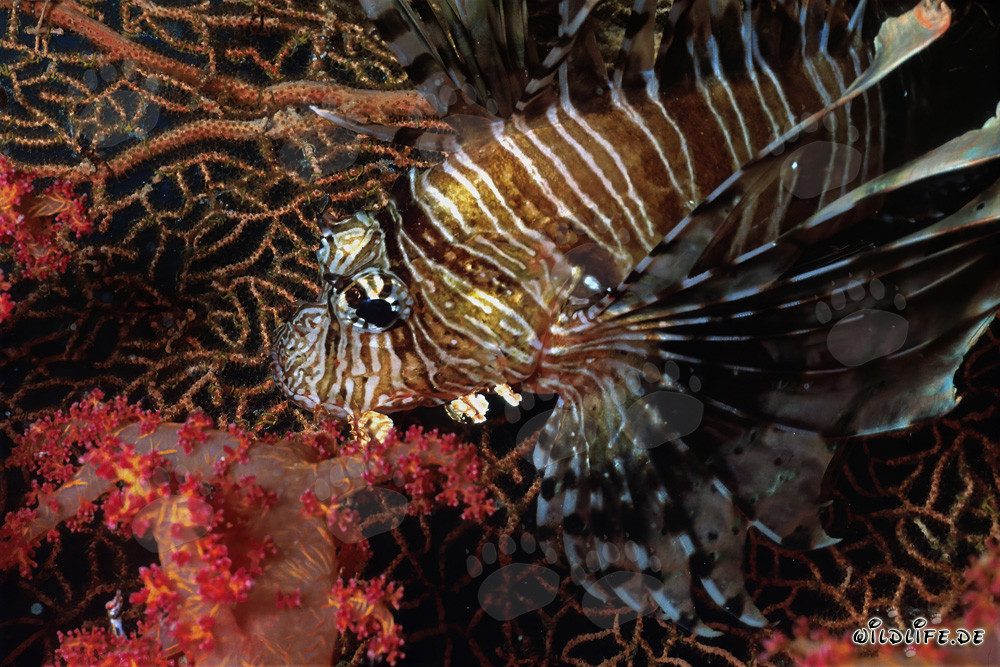 Pez escorpión indio fascinante frente a coral blando y gorgonia