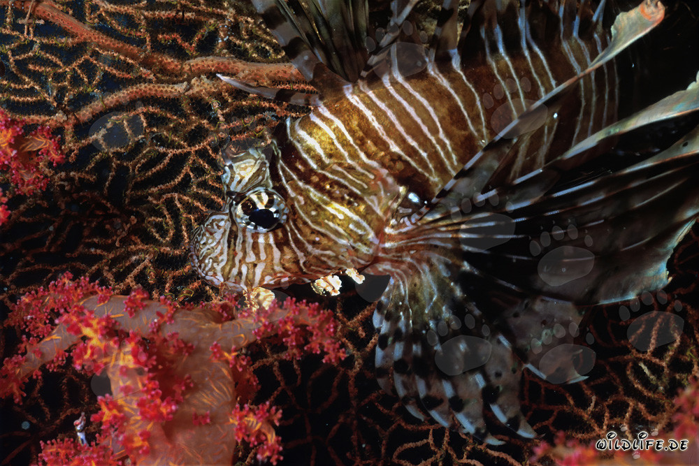 Poisson-scorpion indien fascinant devant corail mou et gorgone