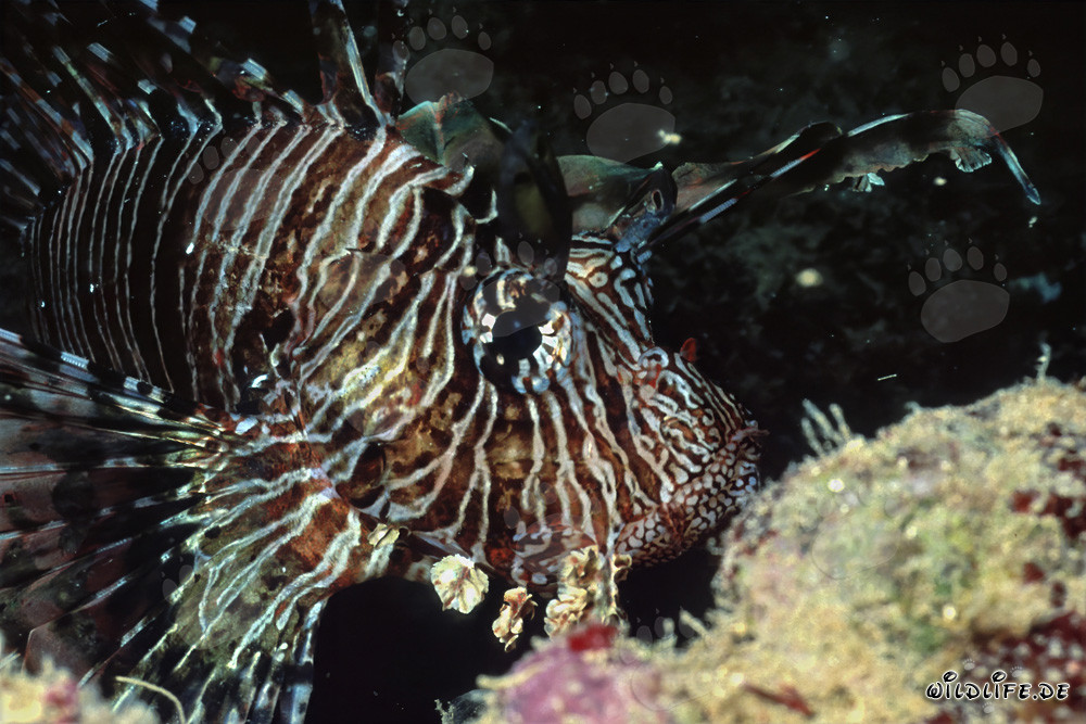 Fascinating Indian Lionfish (Pterois miles)
