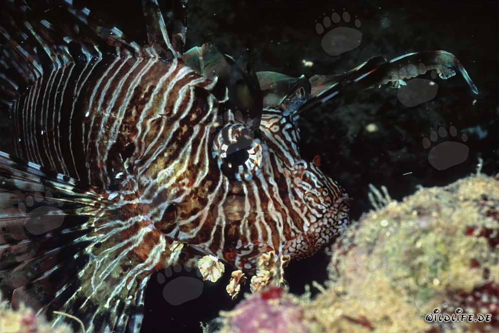 Affascinante pesce leone indiano