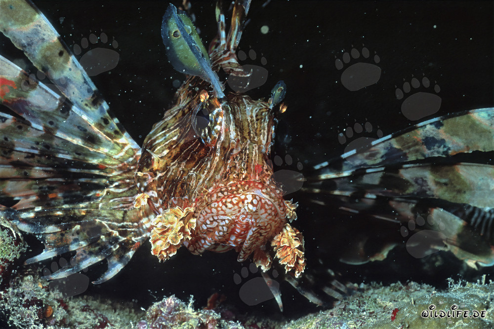 Fascinating Indian Lionfish in Stunning Frontal Shot