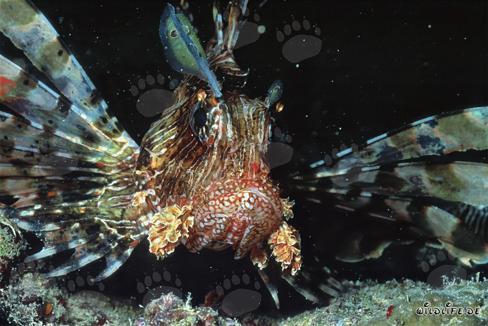 Affascinante pesce leone indiano in un'emozionante ripresa frontale
