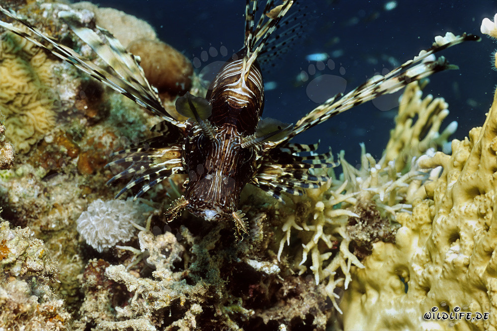 Maestoso Pesce Scorpione Indiano nel Mar Rosso
