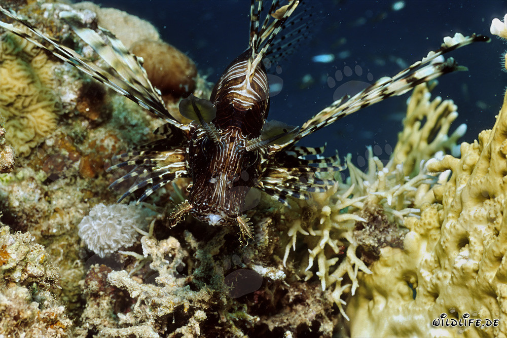 Poisson-scorpion indien majestueux dans la mer Rouge