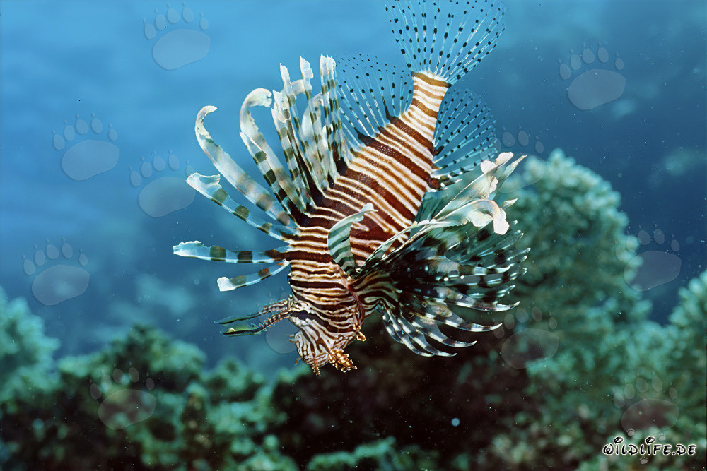 Majestic Indian Lionfish in the Crystal Clear Reef Waters