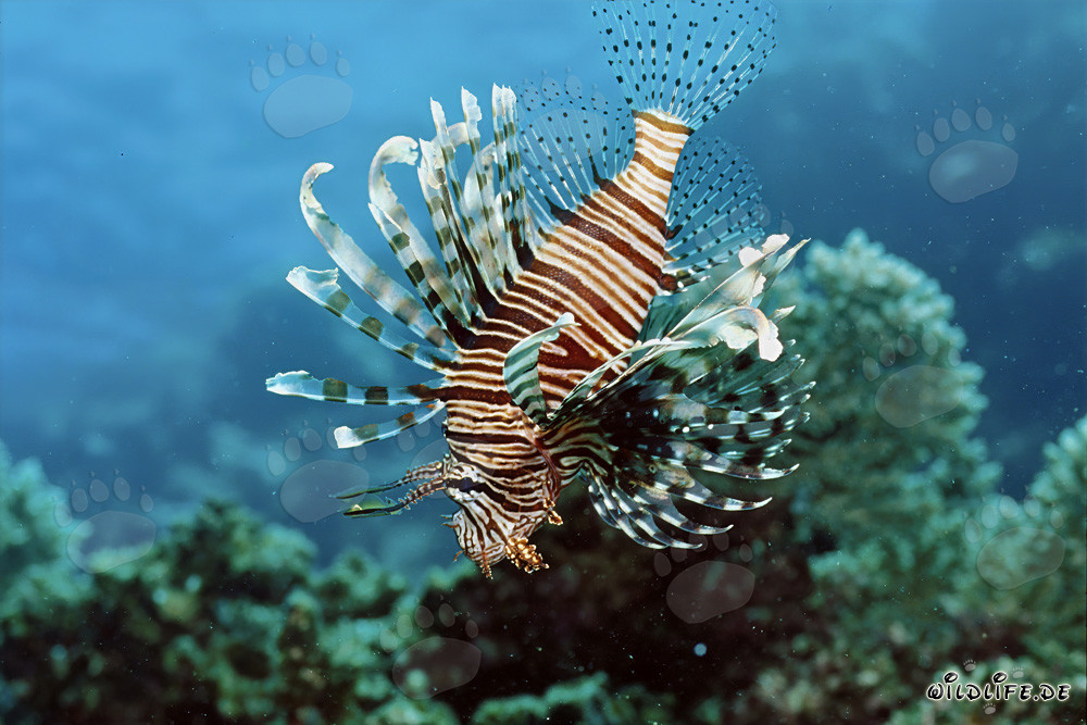 Rotfeuerfisch